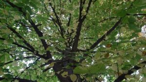 Nouvel abattage de grands arbres !