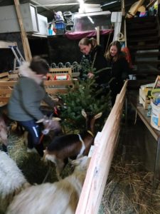 Une bonne solution pour vos sapins autour de Voglans.