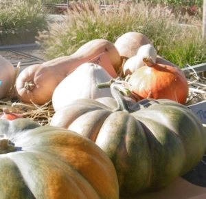 Pétition pour l’autonomie alimentaire pour Grand Chambéry