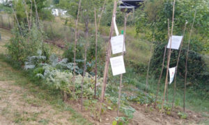 St Béron, une pétition pour sauver le potager de locataires de l’OPAC